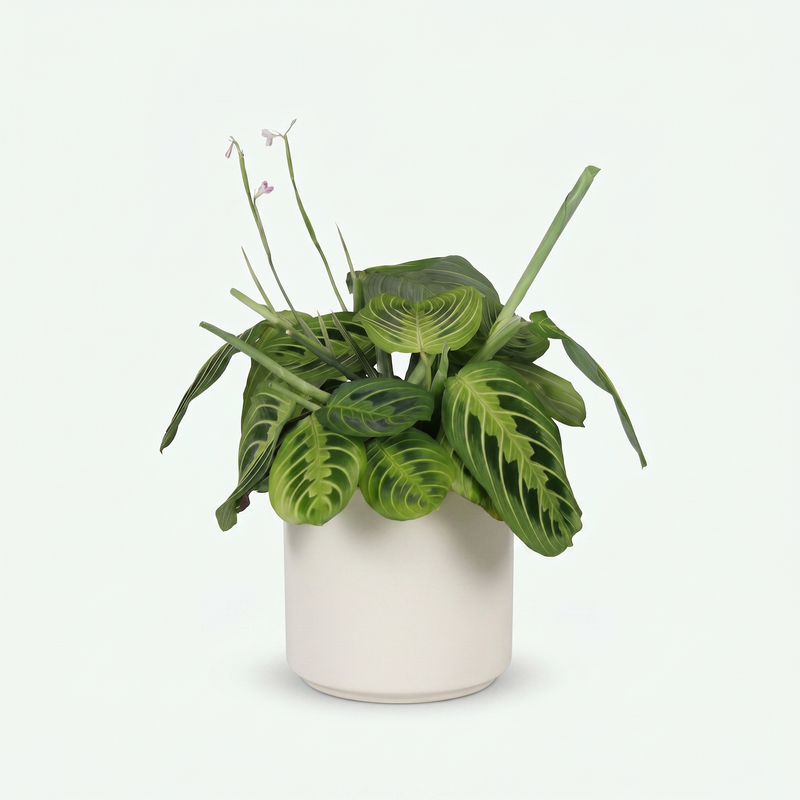 Maranta Fascinator Lemon Lime - Gebedsplant breedte 12cm - Hoogte 25cm