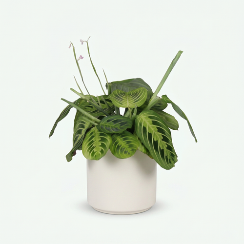 Maranta Fascinator Lemon Lime - Gebedsplant breedte 12cm - Hoogte 25cm