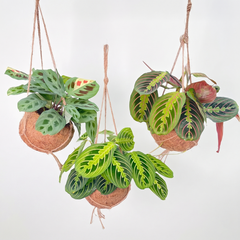 Kokodama Maranta Mix - 3 stuks - Ø15cm - ↕20cm