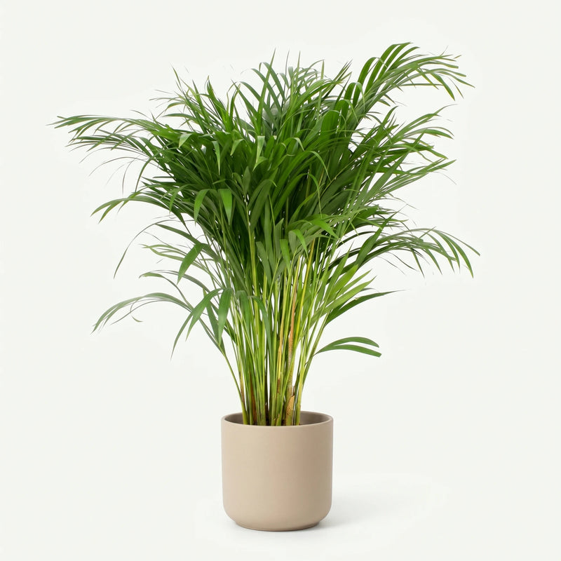 Dypsis Lutescens - Areca Palm - Ø24cm · ↕120cm