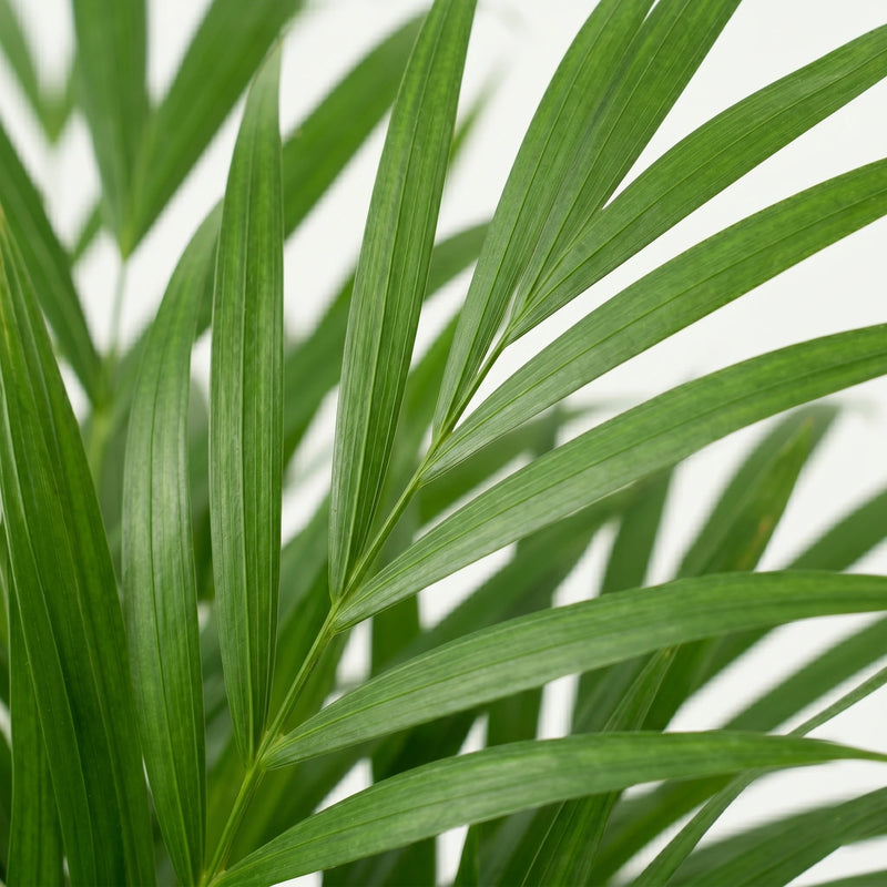 Dypsis Lutescens - Areca Palm - Ø24cm · ↕120cm