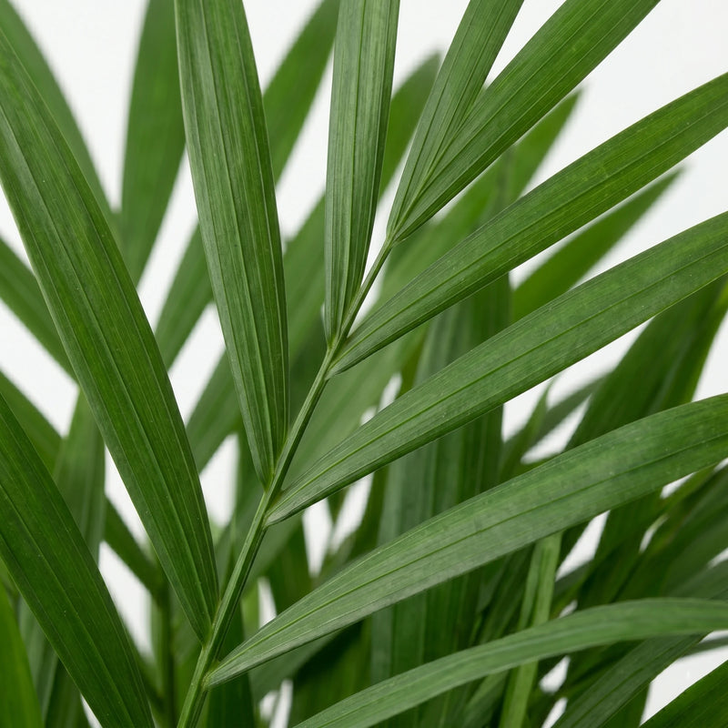 Dypsis Lutescens - Areca Palm - Ø17cm · ↕60cm
