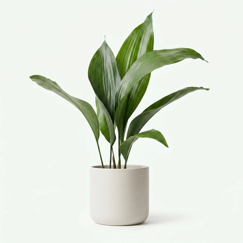 Aspidistra Elatior - IJzerplant