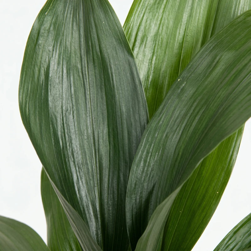 Aspidistra Elatior - IJzerplant - Ø13cm · ↕50cm