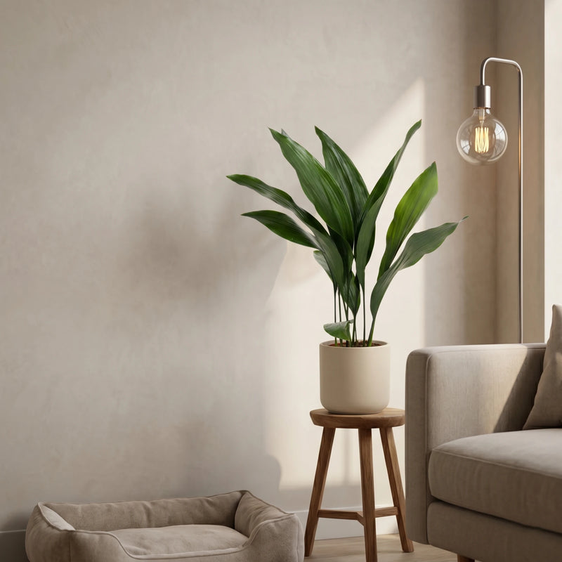 Aspidistra Elatior - IJzerplant - Ø17cm · ↕70cm