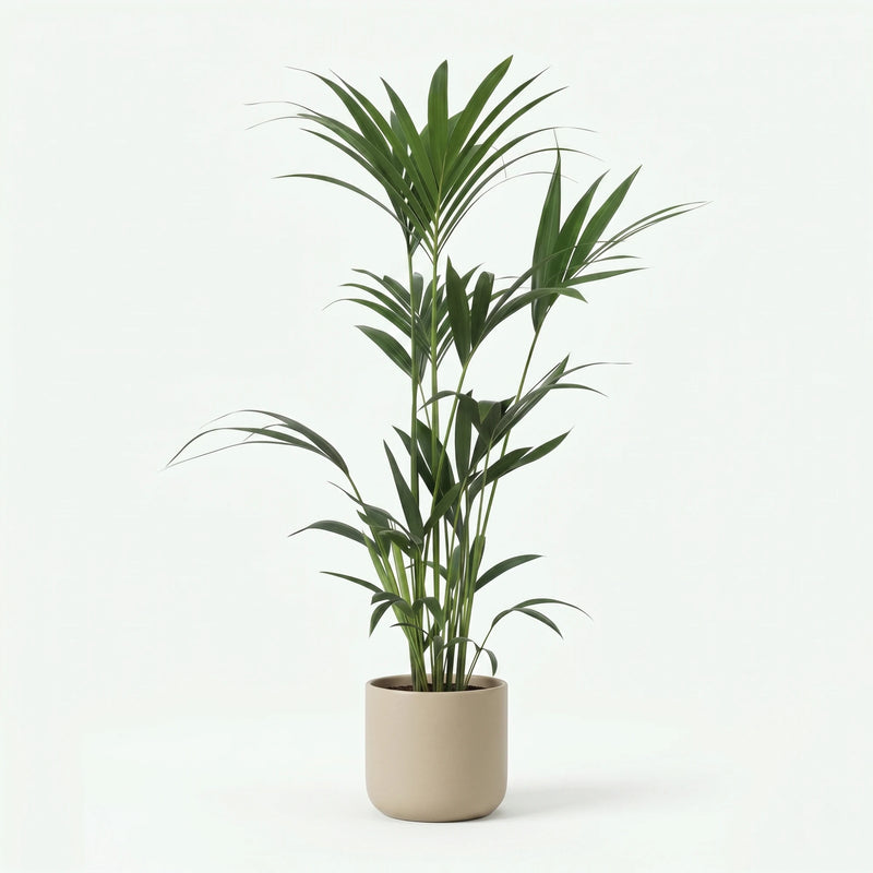 Howea Forsteriana - Kentia Palm - Ø21cm · ↕120-130cm