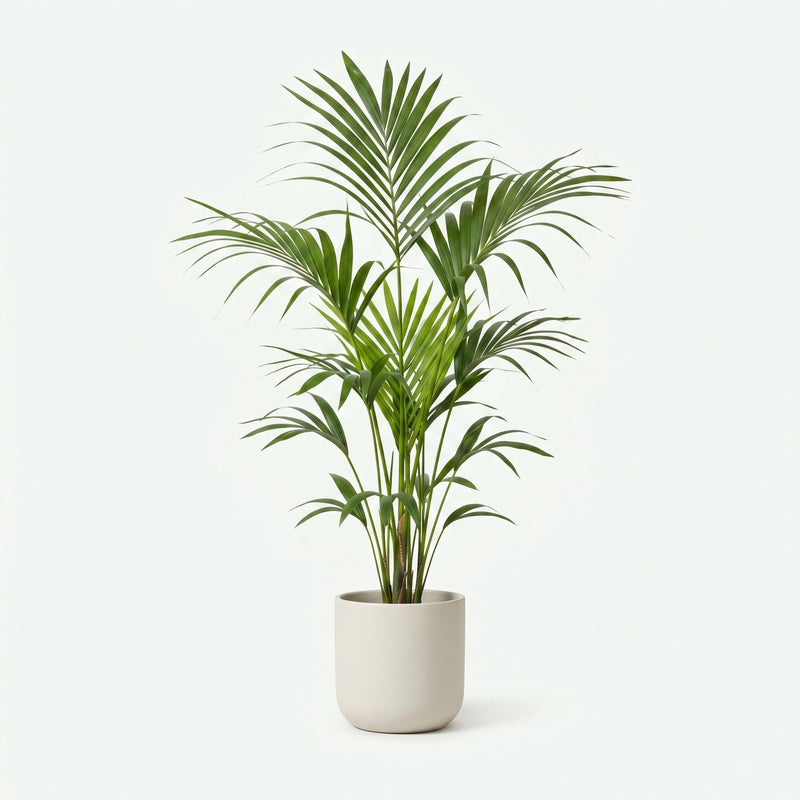 Howea Forsteriana - Kentia Palm - Ø24cm · ↕140-150cm
