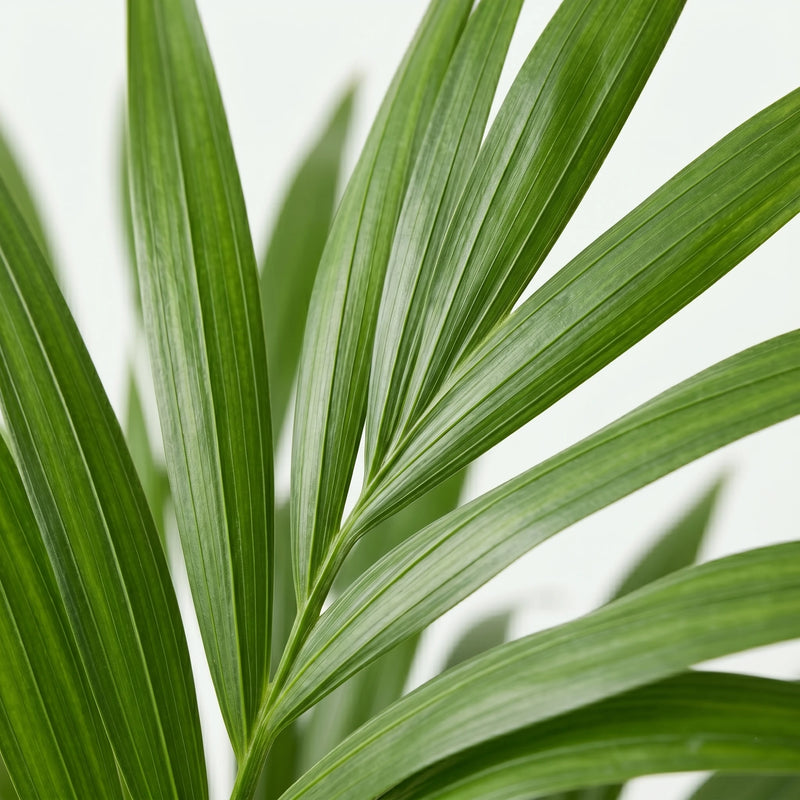 Howea Forsteriana - Kentia Palm - Ø24cm · ↕140-150cm