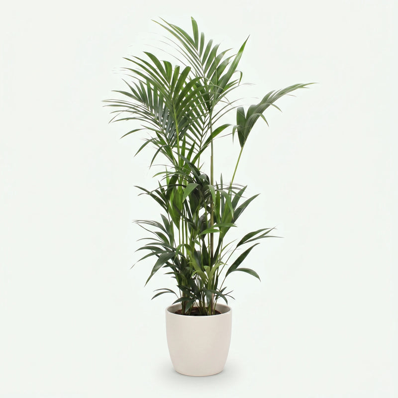 Howea Forsteriana - Kentia Palm - Ø27cm · ↕160-170cm