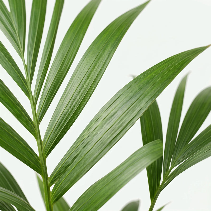 Howea Forsteriana - Kentia Palm - Ø17cm · ↕75cm