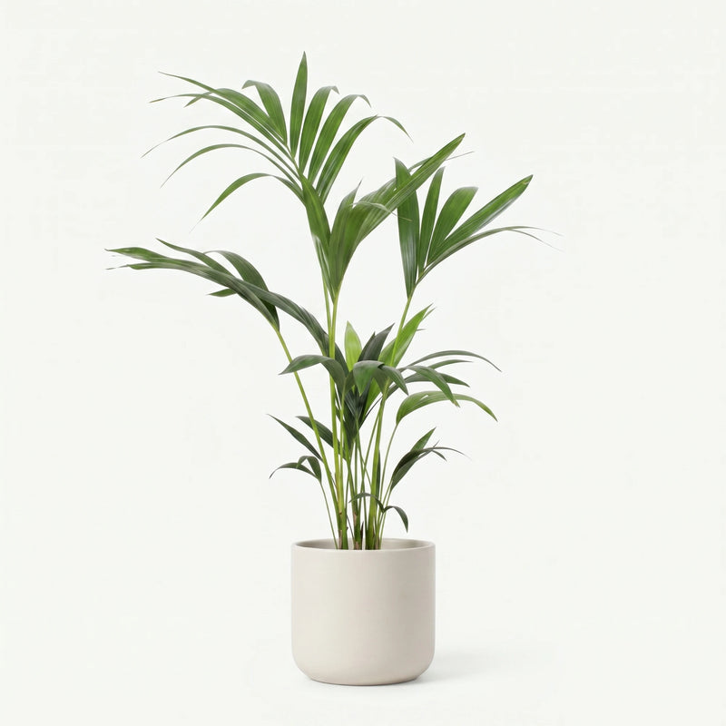 Howea Forsteriana - Kentia Palm - Ø17cm · ↕75cm