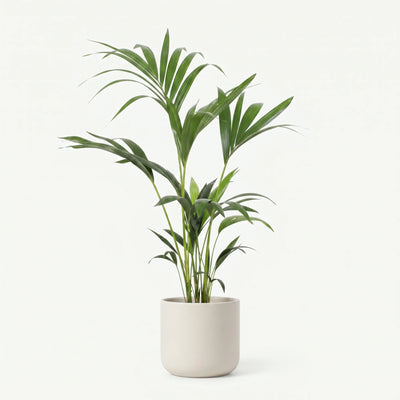 Howea Forsteriana - Kentia Palm