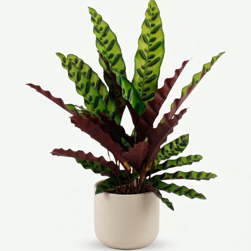 Calathea Lancifolia - Rateltjesplant - Ø14cm · ↕45cm