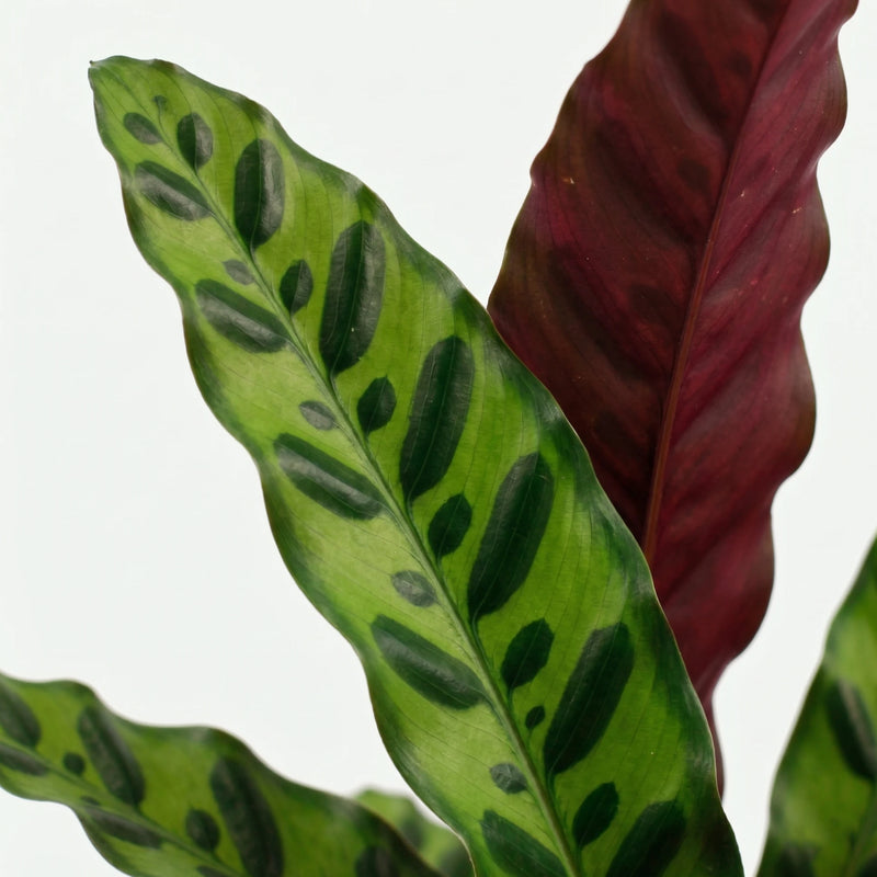 Calathea Lancifolia - Rateltjesplant - Ø14cm · ↕45cm