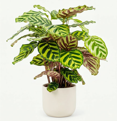 Calathea Makoyana - Pauwenplant