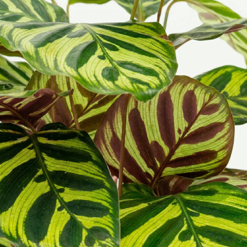 Calathea Makoyana - Pauwenplant - Ø14cm · ↕45cm