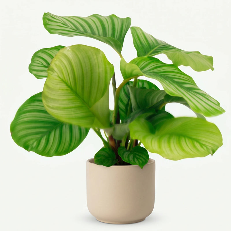 Calathea Orbifolia - Ø14cm · ↕50cm
