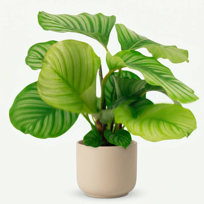 Calathea Orbifolia