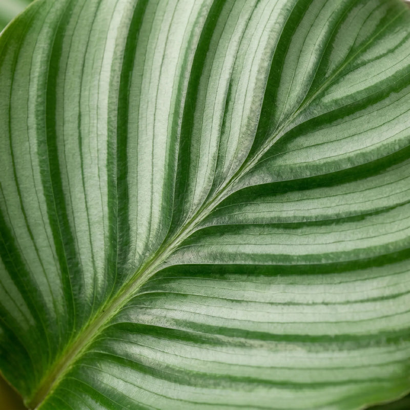 Calathea Orbifolia - Ø14cm · ↕50cm