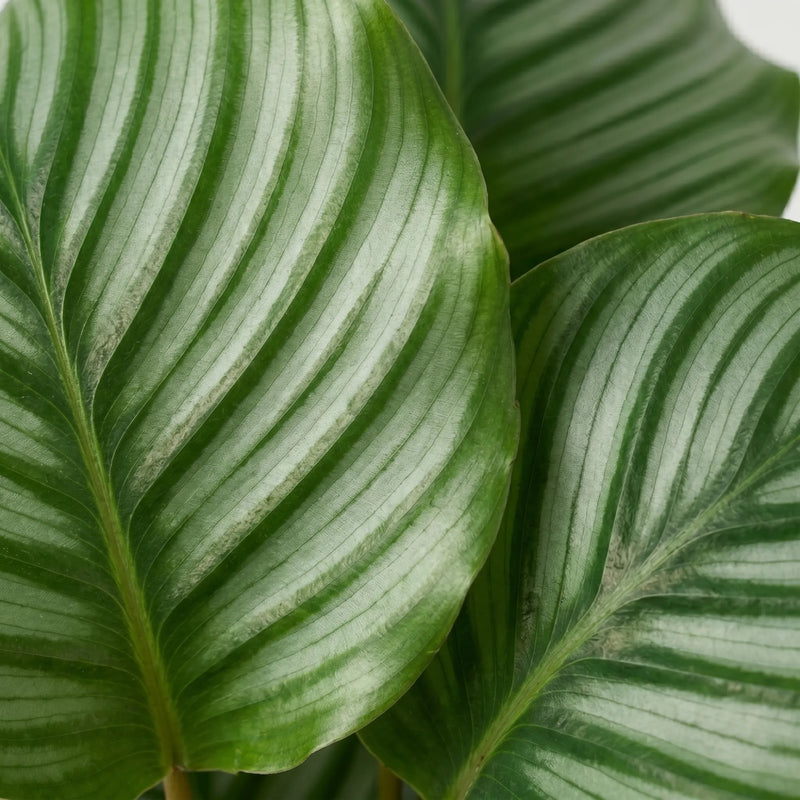 Calathea Orbifolia - Ø17cm · ↕60cm