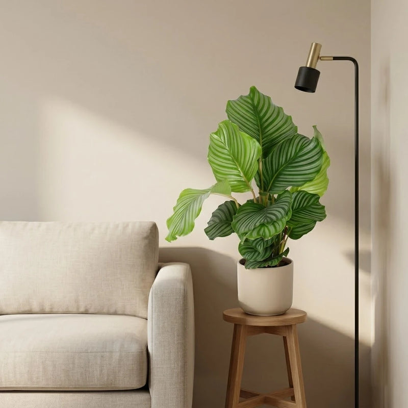 Calathea Orbifolia - Ø17cm · ↕60cm