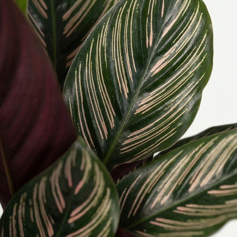 Calathea Ornata - Pinstripe - Ø14cm · ↕50cm