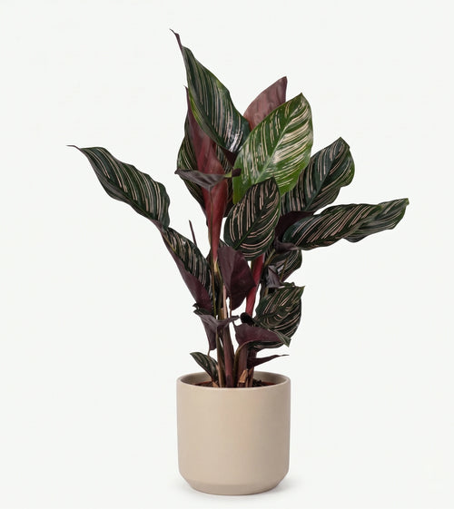 Calathea Ornata - Pinstripe