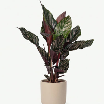 Calathea Ornata - Pinstripe