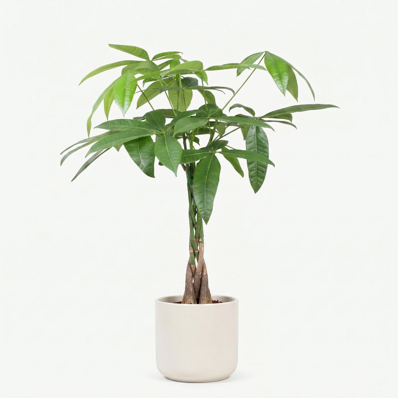 Pachira Aquatica - Geldboom - Ø17cm · ↕60-70cm