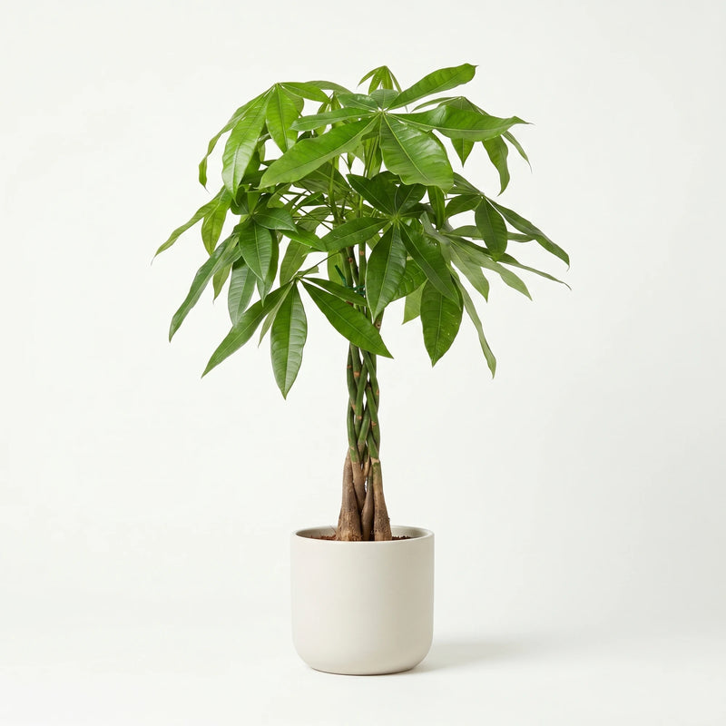 Pachira Aquatica - Geldboom - Ø21cm · ↕80-90cm