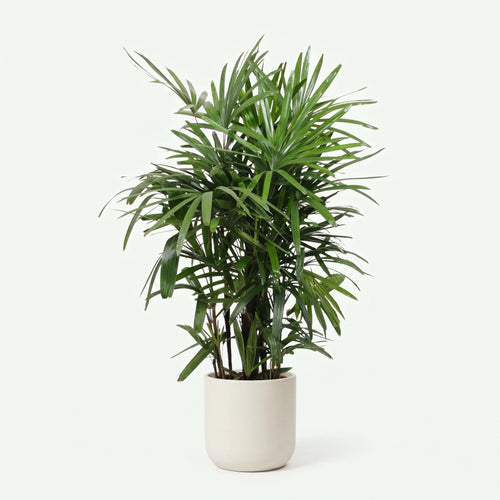 Rhapis Excelsa - Ø27cm - ↕120cm
