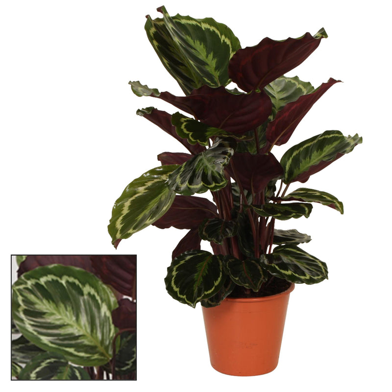 Calathea Medallion - Ø19cm · ↕75cm