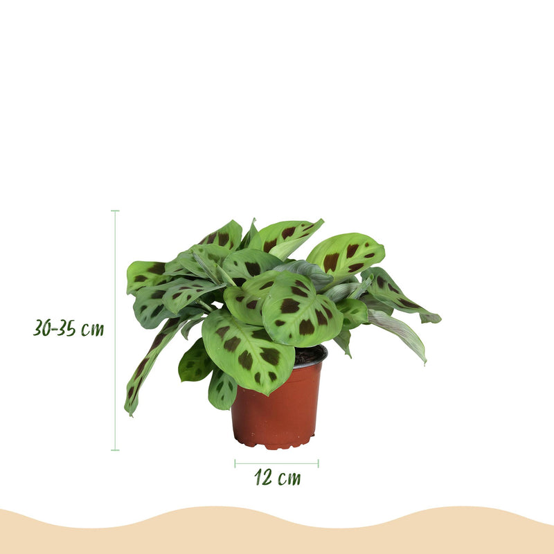 Marantha Silverband, Marantha Lemon Lime Marantha Kerchoveana - Gebedsplant - Huisdiervriendelijke Plant - Groen - 3 Planten - Pot 12cm - Hoogte 25cm