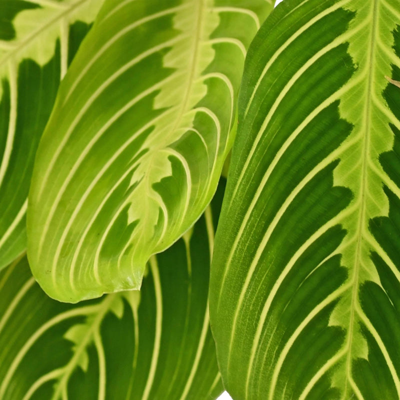 Maranta Fascinator Lemon Lime - Gebedsplant breedte 12cm - Hoogte 25cm