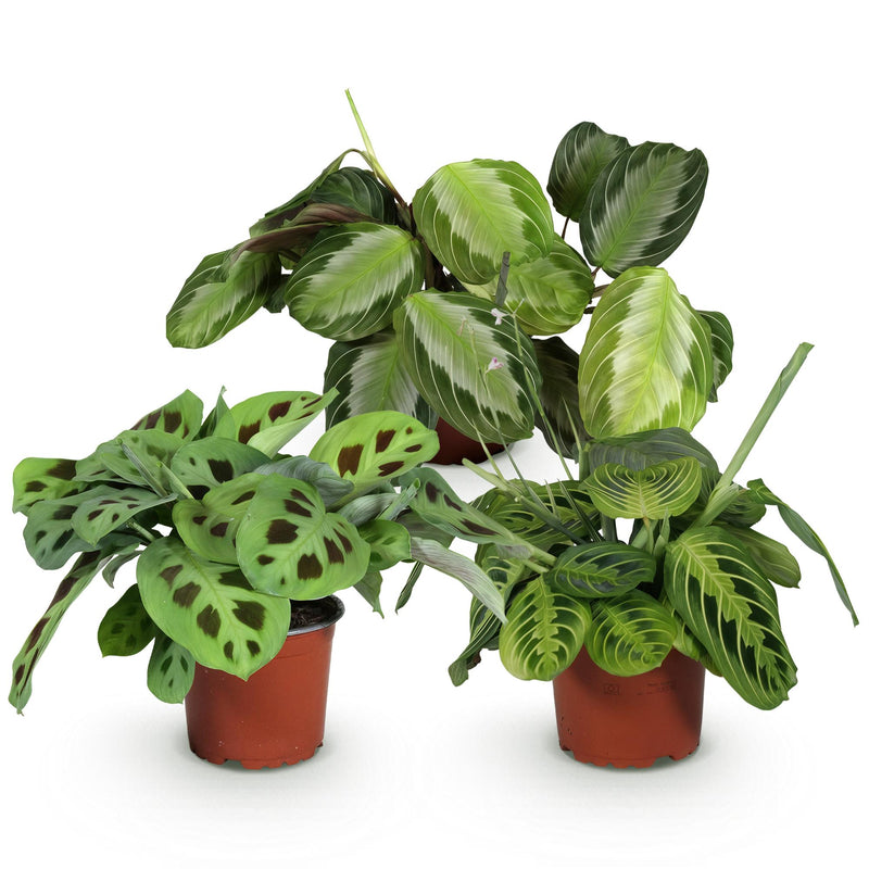 Marantha Silverband, Marantha Lemon Lime Marantha Kerchoveana - Gebedsplant - Huisdiervriendelijke Plant - Groen - 3 Planten - Pot 12cm - Hoogte 25cm