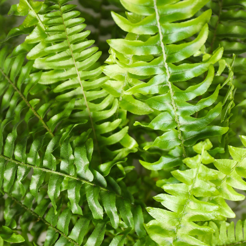 Nephrolepsis exaltata Green Lady - Pot 12cm - Hoogte 25cm