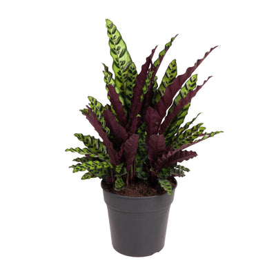 Calathea Lancifolia - Rateltjesplant
