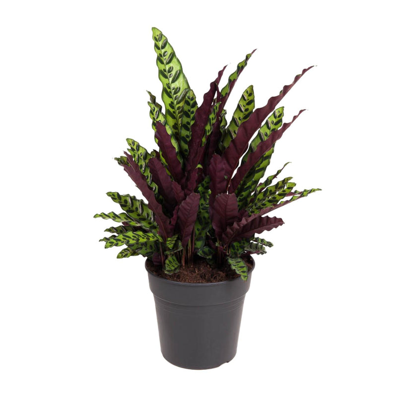 Calathea Lancifolia - Rateltjesplant