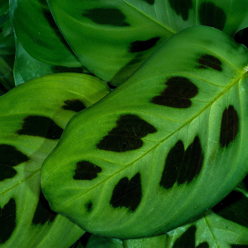 Maranta Fascinator Kerchoveana - Zebraplant - Pot 12cm - Hoogte 25cm