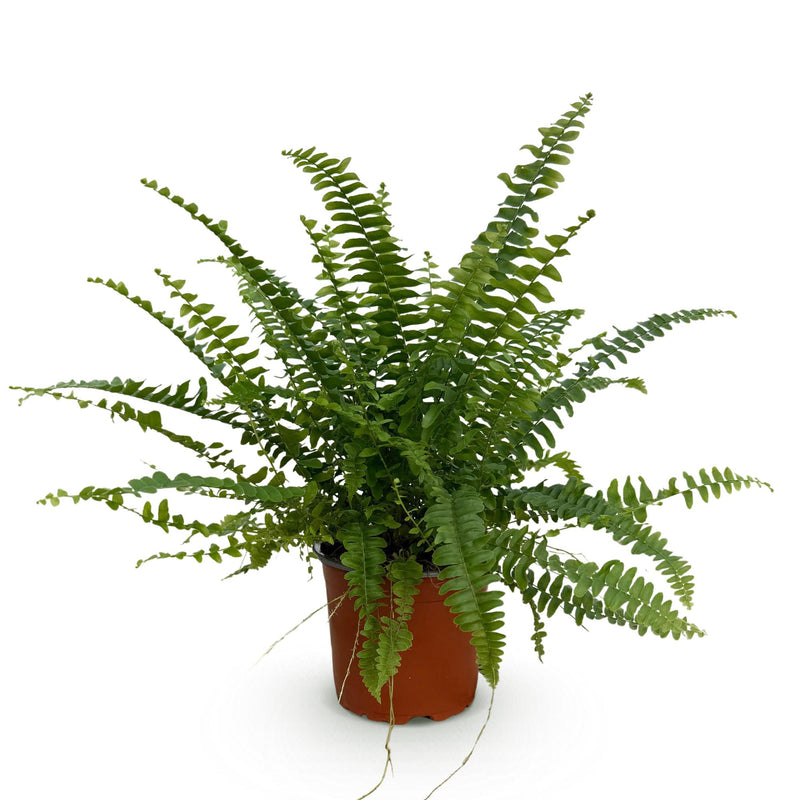 Nephrolepsis exaltata Green Lady - Pot 12cm - Hoogte 25cm