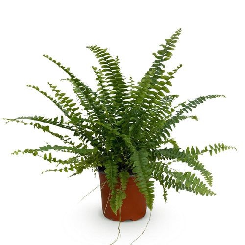 Nephrolepsis exaltata Green Lady - Pot 12cm - Hoogte 25cm
