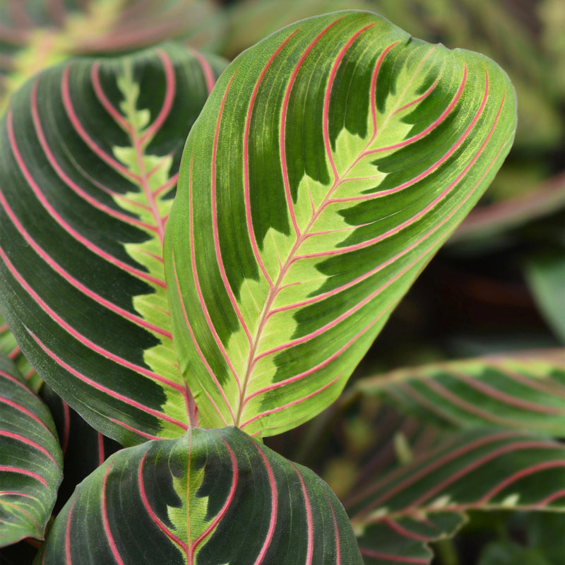 Maranta Fascinator Tricolour - Gebedsplant - Pot 12cm - Hoogte 25cm