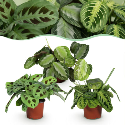 Marantha Silverband, Marantha Lemon Lime Marantha Kerchoveana - Gebedsplant - Huisdiervriendelijke Plant - Groen - 3 Planten - Pot 12cm - Hoogte 25cm