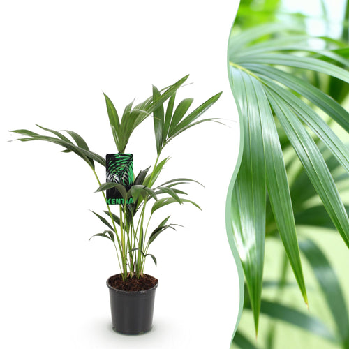 Howea Forsteriana - Kentia Palm