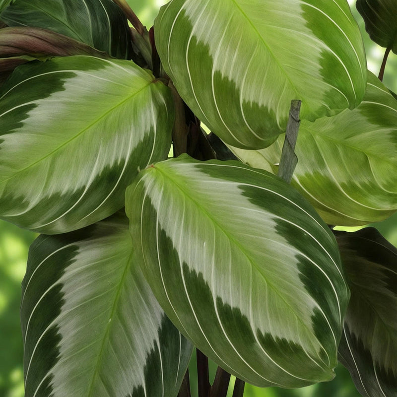 Maranta Fascinator Silverband - Gebedsplant - Pot 12cm - Hoogte 25cm